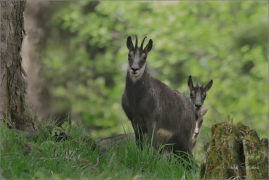 <p>KAMZÍK HORSKÝ (Rupicapra rupicapra) Lužické hory, Studenec ---- /Chamois - Gämse/</p>